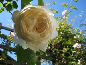 鉢植えのレモンの木:手入れ、植え方、病気